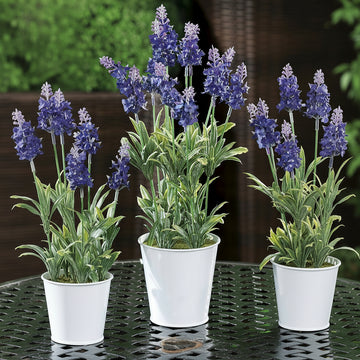 Ad - Vaso con Lavanda 2 modelli D105Xh39