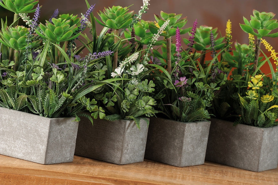 Ad Vaso Con Lavanda Assortito 4 Colori 17X65Xh23,5