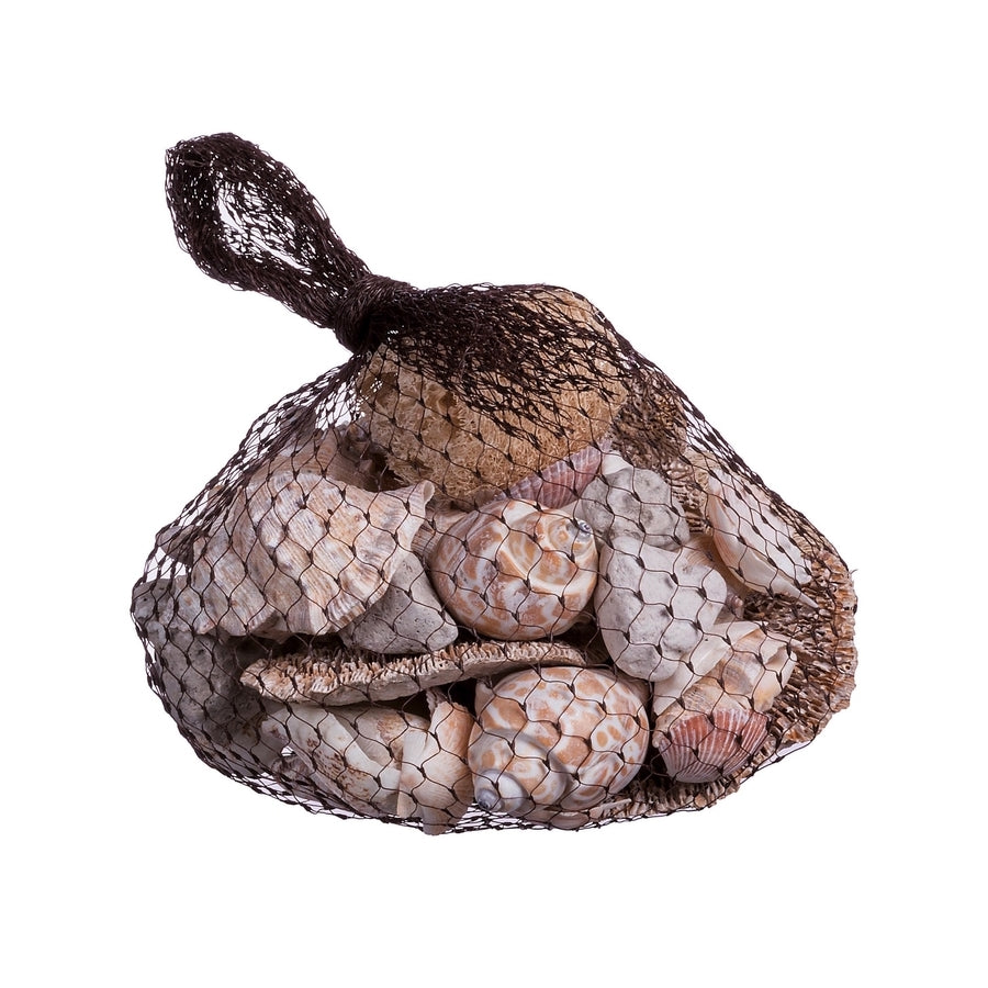 Ad Pot Pourri conchiglie Per Decorazioni G300