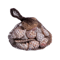 Ad Pot Pourri conchiglie Per Decorazioni G300
